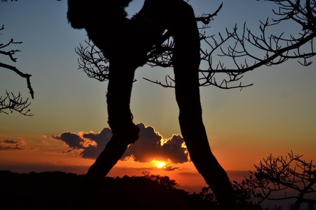 Tour nocturno Tree Top Climbing Photo